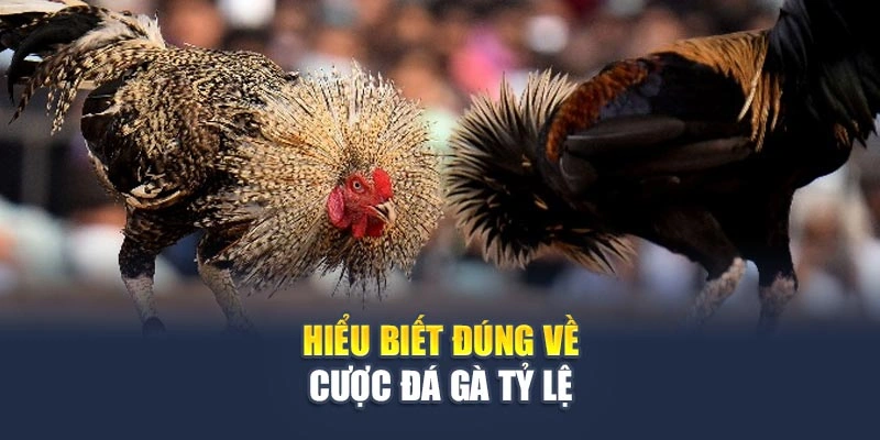 Hiểu biết đúng về cược đá gà tỷ lệ